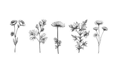 Basit ve grafiksel şekil, el çizimi düğün çiçeği ve davetiye kartı. Tarafsız siyah ve beyaz renkli zarif kır çiçekleri seti..