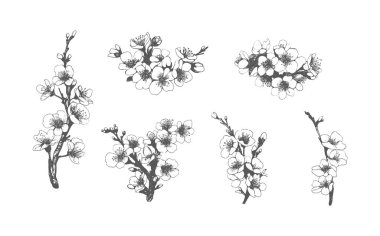 Modern minimalist el çizimi mürekkep çizimi. Sakura çiçeklerinin ve yaprakların çizimi. Beyaz arkaplanda kiraz çiçeklerinin resmi..