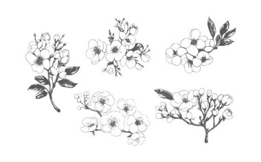 Modern minimalist el çizimi mürekkep çizimi. Sakura çiçeklerinin ve yaprakların çizimi. Beyaz arkaplanda kiraz çiçeklerinin resmi..