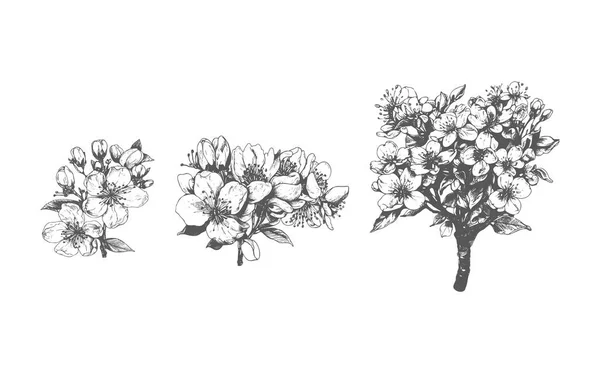Disegno Schizzo Fiori Foglie Sakura Illustrazione Fiori Ciliegio Sfondo Bianco — Vettoriale Stock
