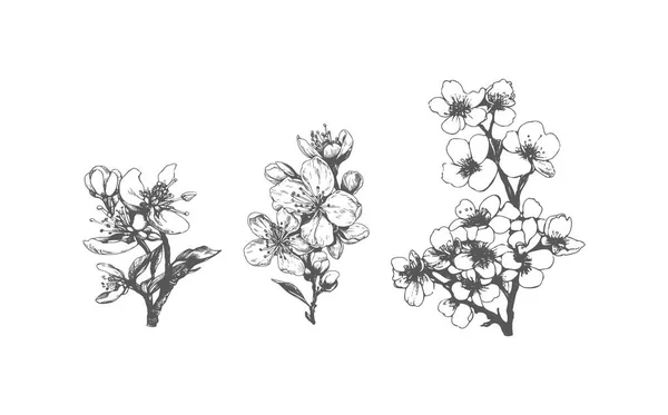Disegno Schizzo Fiori Foglie Sakura Illustrazione Fiori Ciliegio Sfondo Bianco — Vettoriale Stock