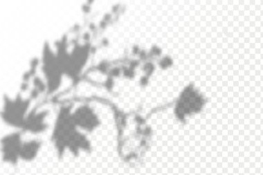 Doğal ışık düzeni. Şeffaf kareli arka planda gerçekçi tropikal yapraklar ve dallar. Gölgeleri örtmenin etkisi.