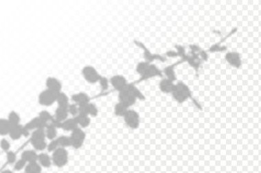 Doğal ışık düzeni. Şeffaf kareli arka planda gerçekçi tropikal yapraklar ve dallar. Gölgeleri örtmenin etkisi.