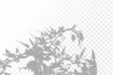 Gölgelerin örtülmesinin etkisi. Şeffaf kareli arka planda gerçekçi tropikal yapraklar ve dallar. Doğal ışık düzeni.