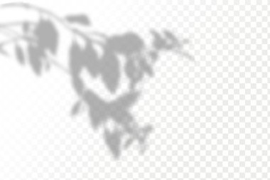 Gölgelerin örtülmesinin etkisi. Şeffaf kareli arka planda gerçekçi tropikal yapraklar ve dallar. Doğal ışık düzeni.