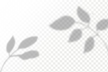 Gölgelerin etkisi. Doğal ışık düzeni. Şeffaf kareli arka planda gerçekçi tropik yapraklar ve dallar..