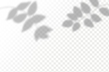 Gölgelerin etkisi. Doğal ışık düzeni. Şeffaf kareli arka planda gerçekçi tropik yapraklar ve dallar..