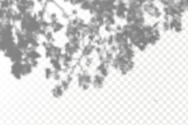 Gölgelerin etkisi. Doğal ışık düzeni. Şeffaf kareli arka planda gerçekçi tropik yapraklar ve dallar..