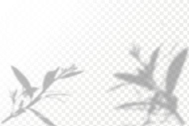 Gölgelerin etkisi. Doğal ışık düzeni. Şeffaf kareli arka planda gerçekçi tropik yapraklar ve dallar..