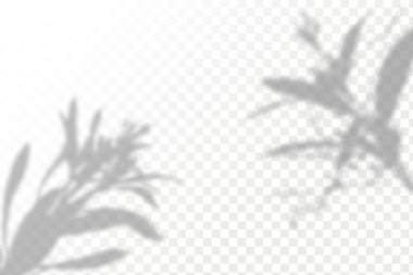 Gölgelerin etkisi. Doğal ışık düzeni. Şeffaf kareli arka planda gerçekçi tropik yapraklar ve dallar..