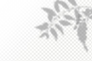 Gölgelerin etkisi. Doğal ışık düzeni. Şeffaf kareli arka planda gerçekçi tropik yapraklar ve dallar..