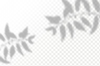 Gölgelerin etkisi. Doğal ışık düzeni. Şeffaf kareli arka planda gerçekçi tropik yapraklar ve dallar..