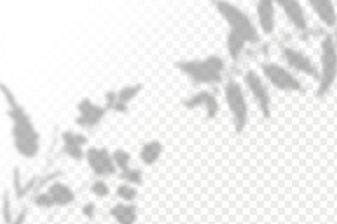 Gölgelerin etkisi. Doğal ışık düzeni. Şeffaf kareli arka planda gerçekçi tropik yapraklar ve dallar..