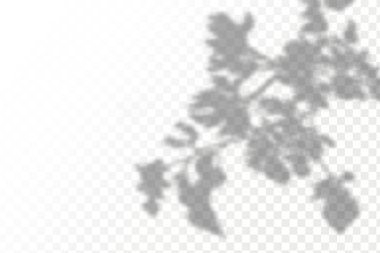 Gölgelerin etkisi. Doğal ışık düzeni. Şeffaf kareli arka planda gerçekçi tropik yapraklar ve dallar..