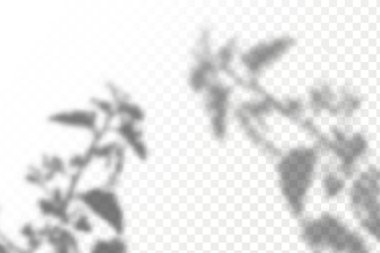 Gölgelerin etkisi. Doğal ışık düzeni. Şeffaf kareli arka planda gerçekçi tropik yapraklar ve dallar..