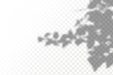 Üstünü karanlık kaplamıştır. Doğal ışık düzeni. Şeffaf kareli arka planda gerçekçi tropik yapraklar ve dallar..