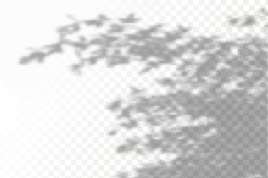 Gölgelerin etkisi. Doğal ışık düzeni. Şeffaf kareli arka planda gerçekçi tropik yapraklar ve dallar..