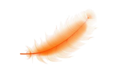 Vektör konsepti tasarımı, çizgi sanatı. Çeşitli şekillerdeki gerçekçi vektör kaz veya kuğu tüyleri. Yastıklar, battaniyeler veya ceketler için ekolojik tüy doldurucu.