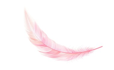 Vektör konsepti tasarımı, çizgi sanatı. Çeşitli şekillerdeki gerçekçi vektör kaz veya kuğu tüyleri. Yastıklar, battaniyeler veya ceketler için ekolojik tüy doldurucu.