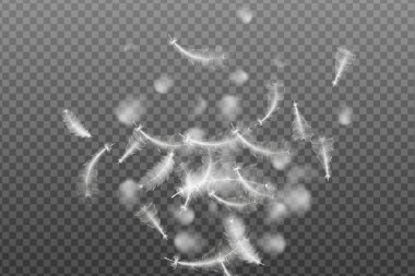 Vektör konsepti tasarımı, çizgi sanatı. Çeşitli şekillerdeki gerçekçi vektör kaz veya kuğu tüyleri. Yastıklar, battaniyeler veya ceketler için ekolojik tüy doldurucu.