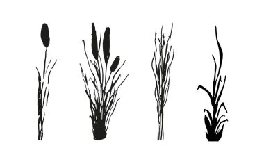 Siyah çimen grafik silueti. Tek renkli sazlık görüntüsü, beyaz arka planda çimen ya da acele. İzole vektör çizimi..