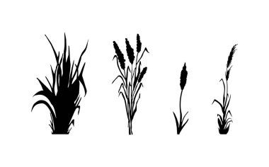 Siyah çimen grafik silueti. Tek renkli sazlık görüntüsü, beyaz arka planda çimen ya da acele. İzole vektör çizimi..