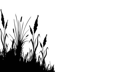 Siyah çimen grafik silueti. Tek renkli sazlık görüntüsü, beyaz arka planda çimen ya da acele. İzole vektör çizimi..