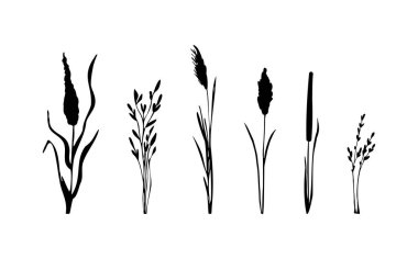 Siyah çimen grafik silueti. Tek renkli sazlık görüntüsü, beyaz arka planda çimen ya da acele. İzole vektör çizimi..