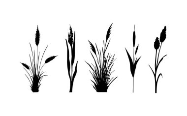 Siyah çimen grafik silueti. Tek renkli sazlık görüntüsü, beyaz arka planda çimen ya da acele. İzole vektör çizimi..