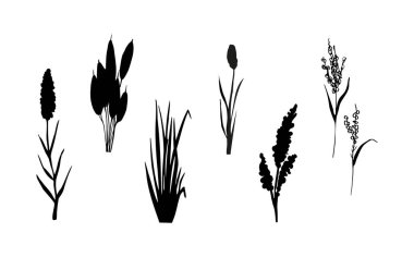 Siyah çimen grafik silueti. Tek renkli sazlık görüntüsü, beyaz arka planda çimen ya da acele. İzole vektör çizimi..