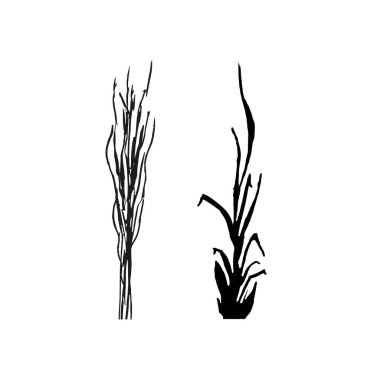 Siyah çimen grafik silueti. Tek renkli sazlık görüntüsü, beyaz arka planda çimen ya da acele. İzole vektör çizimi..