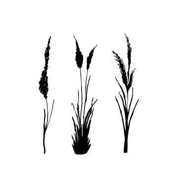 Siyah çimen grafik silueti. Tek renkli sazlık görüntüsü, beyaz arka planda çimen ya da acele. İzole vektör çizimi..