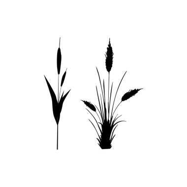 Siyah çimen grafik silueti. Tek renkli sazlık görüntüsü, beyaz arka planda çimen ya da acele. İzole vektör çizimi..