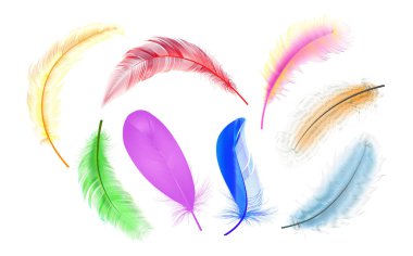 Vektör konsepti tasarımı, çizgi sanatı. Çeşitli şekillerdeki gerçekçi vektör kaz veya kuğu tüyleri. Yastıklar, battaniyeler veya ceketler için ekolojik tüy doldurucu.