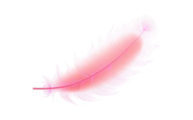 Vektör konsepti tasarımı, çizgi sanatı. Çeşitli şekillerdeki gerçekçi vektör kaz veya kuğu tüyleri. Yastıklar, battaniyeler veya ceketler için ekolojik tüy doldurucu.