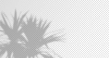 Doğal ışığın yumuşak örtüsü. Ürün sunumu için soyut arkaplan. Doğal ışık düzeni. Duvardaki güneş ışınlarından yansıyor. Odada yaprakların ve bitkilerin bulanık gölgeleri.