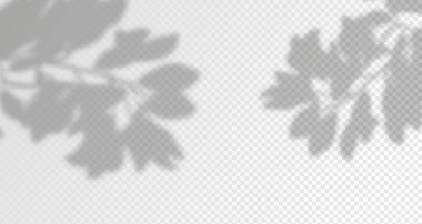 Ürün sunumu için soyut bir arkaplan. Doğal ışık düzeni. Duvardaki güneş ışınlarından yansıyor. Odadaki yapraklar ve bitkiler yüzünden bulanık gölgeler. Doğal ışığın yumuşak örtüsü.