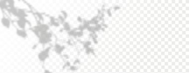 Ürün sunumu için soyut bir arkaplan. Doğal ışık düzeni. Duvardaki güneş ışınlarından yansıyor. Odadaki yapraklar ve bitkiler yüzünden bulanık gölgeler. Doğal ışığın yumuşak örtüsü.