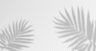 Ürün sunumu için soyut arkaplan. Duvardaki güneş ışınlarından yansıyan doğal ışık düzeni. Odadaki yapraklar ve bitkiler yüzünden bulanık gölgeler. Doğal ışığın yumuşak örtüsü.