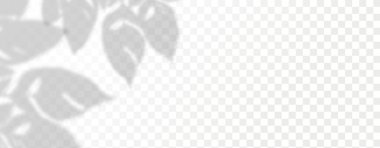 Ürün sunumu için soyut arkaplan. Duvardaki güneş ışınlarından yansıyan doğal ışık düzeni. Odadaki yapraklar ve bitkiler yüzünden bulanık gölgeler. Doğal ışığın yumuşak örtüsü.