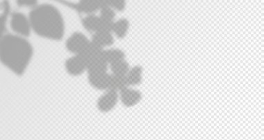 Ürün sunumu için soyut bir arkaplan. Doğal ışık düzeni. Duvardaki güneş ışınlarından yansıyor. Odadaki yapraklar ve bitkiler yüzünden bulanık gölgeler. Doğal ışığın yumuşak örtüsü. Ürün sunumu için soyut arkaplan.