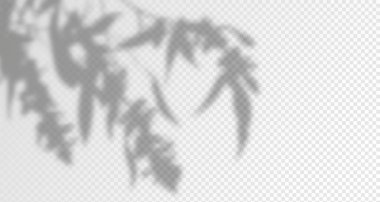 Ürün sunumu için soyut bir arkaplan. Doğal ışık düzeni. Duvardaki güneş ışınlarından yansıyor. Odadaki yapraklar ve bitkiler yüzünden bulanık gölgeler. Doğal ışığın yumuşak örtüsü. Ürün sunumu için soyut arkaplan.