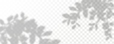 Ürün sunumu için soyut bir arkaplan. Doğal ışık düzeni. Duvardaki güneş ışınlarından yansıyor. Odadaki yapraklar ve bitkiler yüzünden bulanık gölgeler. Doğal ışığın yumuşak örtüsü.