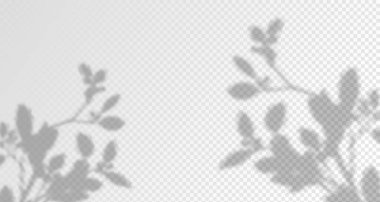 Ürün sunumu için soyut bir arkaplan. Doğal ışık düzeni. Duvardaki güneş ışınlarından yansıyor. Odadaki yapraklar ve bitkiler yüzünden bulanık gölgeler. Doğal ışığın yumuşak örtüsü.