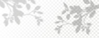 Ürün sunumu için soyut bir arkaplan. Doğal ışık düzeni. Duvardaki güneş ışınlarından yansıyor. Odadaki yapraklar ve bitkiler yüzünden bulanık gölgeler. Doğal ışığın yumuşak örtüsü.