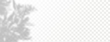 Ürün sunumu için soyut bir arkaplan. Doğal ışık düzeni. Duvardaki güneş ışınlarından yansıyor. Odadaki yapraklar ve bitkiler yüzünden bulanık gölgeler. Doğal ışığın yumuşak örtüsü.