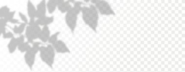 Ürün sunumu için soyut bir arkaplan. Doğal ışık düzeni. Duvardaki güneş ışınlarından yansıyor. Odadaki yapraklar ve bitkiler yüzünden bulanık gölgeler. Doğal ışığın yumuşak örtüsü. Ürün sunumu için soyut arkaplan. Doğal ışık yatıyordu