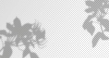 . Ürün sunumu için soyut bir arkaplan. Doğal ışık düzeni. Duvardaki güneş ışınlarından yansıyor. Odadaki yapraklar ve bitkiler yüzünden bulanık gölgeler. Doğal ışığın yumuşak örtüsü.