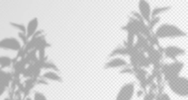 Ürün sunumu için soyut bir arkaplan. Doğal ışık düzeni. Duvardaki güneş ışınlarından yansıyor. Odadaki yapraklar ve bitkiler yüzünden bulanık gölgeler. Doğal ışığın yumuşak örtüsü.