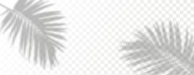 Ürün sunumu için soyut arkaplan. Doğal ışık düzeni. Duvardaki güneş ışınlarından yansıma. Odadaki yapraklar ve bitkiler yüzünden bulanık gölgeler. Doğal ışığın yumuşak örtüsü.